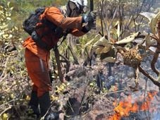 Imagem - Bombeiros já combateram 1.033 incêndios florestais na Bahia