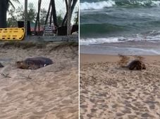 Imagem - Tartaruga marinha é flagrada desovando em praia de Camaçari