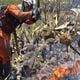 Imagem - Bombeiros já combateram 1.033 incêndios florestais na Bahia