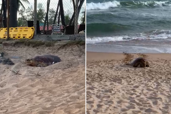 Tartaruga é flagrada em praia de Camaçari 