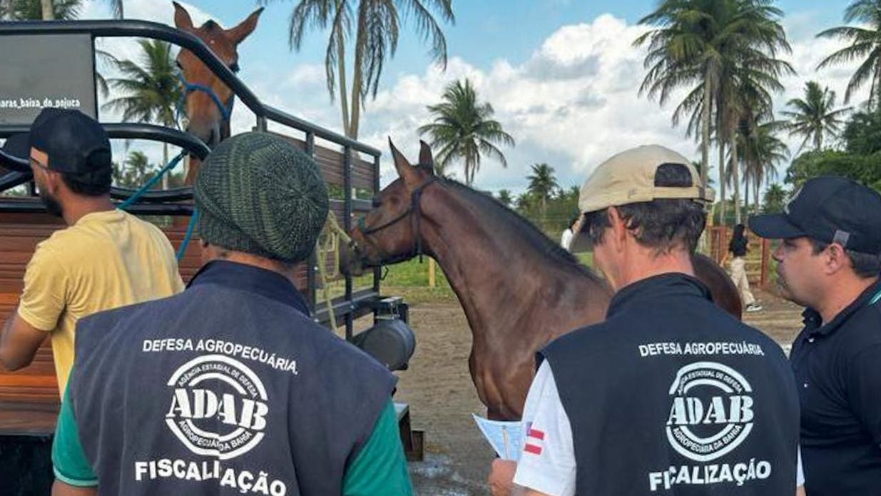 Imagem - Adab abre seleção para 241 técnicos de nível médio; confira detalhes