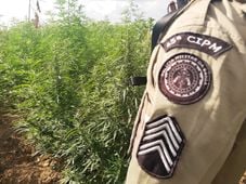 Imagem - 65 mil pés de maconha são erradicados em Curaçá