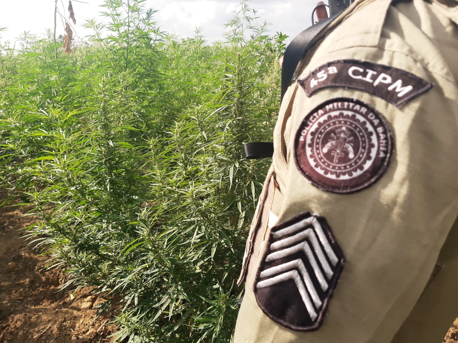 Plantações foram localizadas pela 45ª CIPM por Divulgação/45ª CIPM