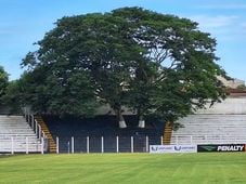 Imagem - Estádio da Copinha tem árvore no meio da arquibancada