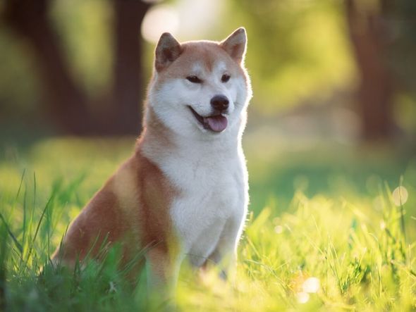 Imagem - 4 características do cachorro da raça shiba