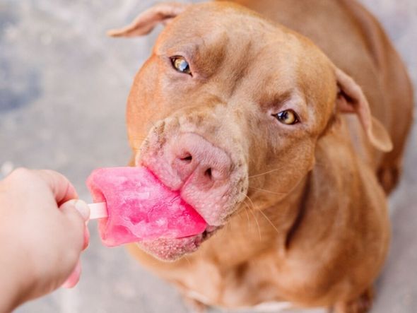 Imagem - Veja alimentos refrescantes para oferecer aos animais no verão