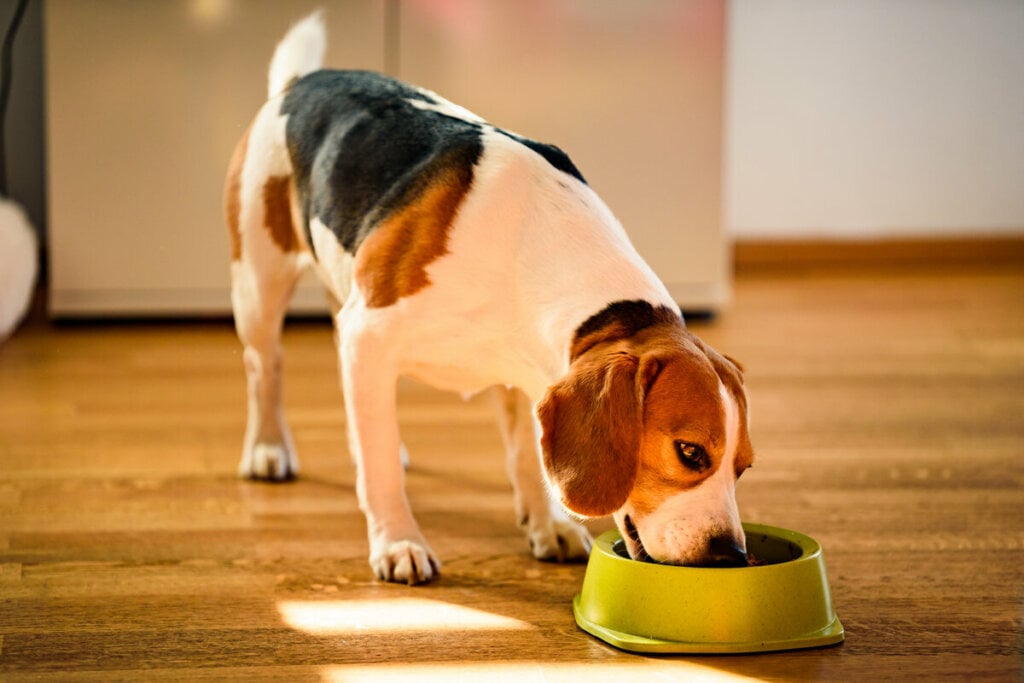 O fígado pode ser oferecido ocasionalmente ao cachorro (Imagem: Przemek Iciak | Shutterstock)