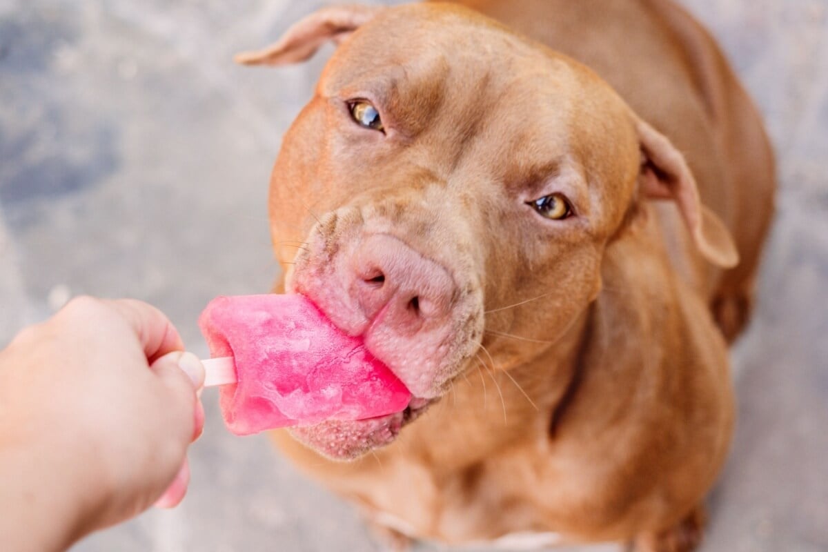 Petiscos gelados ajudam a reduzir o calor para os animais (Imagem: SvetikovaV | Shutterstock)