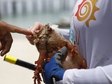 Imagem - 'Peixes sumindo': conheça os efeitos do coral invasor na Baía de Todos-os-Santos