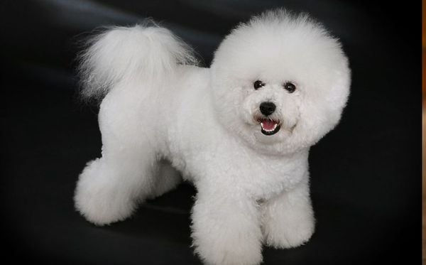 Bichon frisé