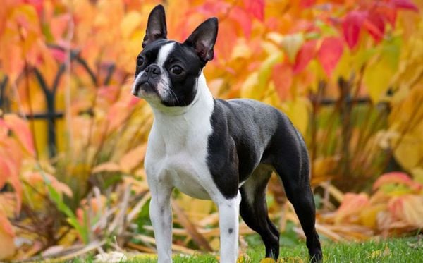 Boston Terrier