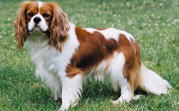 Cavalier King Charles Spaniel