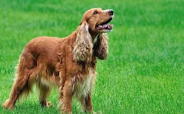 Cocker Spaniel