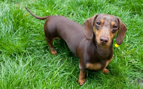 dachshund