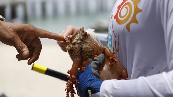 Espécie de coral invasor na Baía de Todos-os-Santos