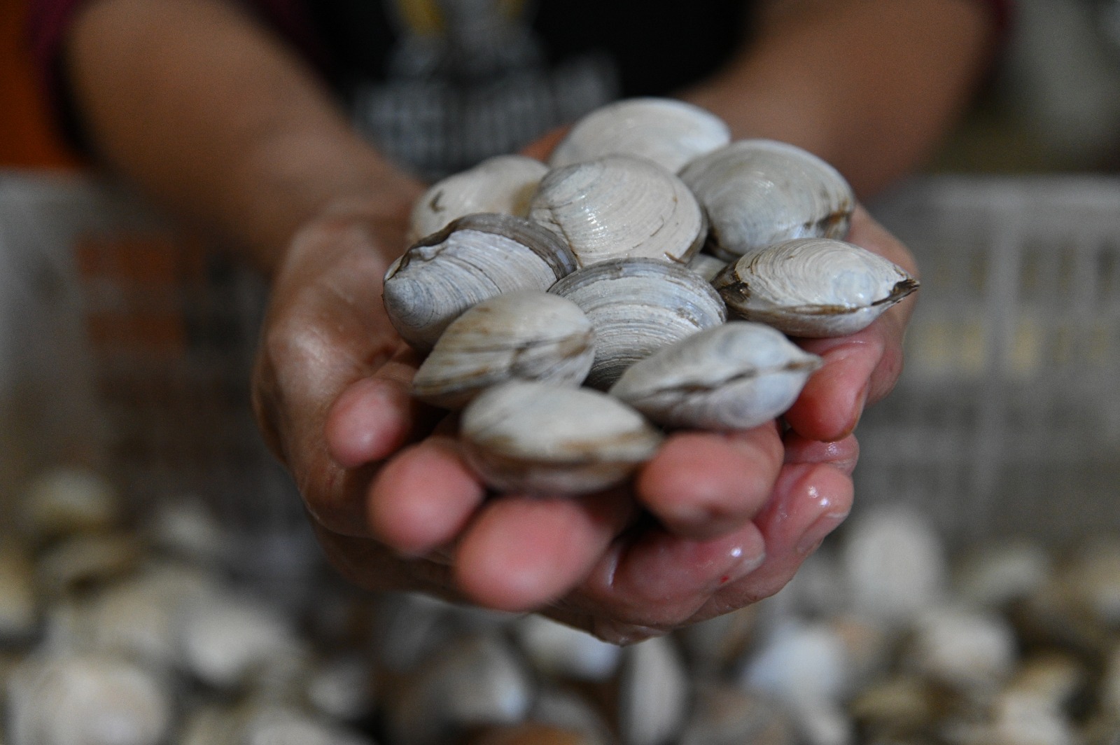Lambreta está em falta em algumas cidades brasileiras por Paula Fróes
