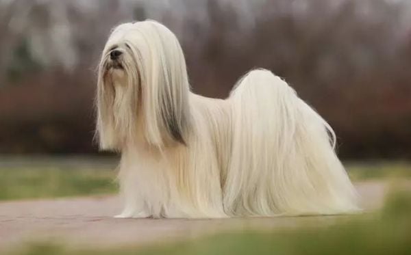 Lhasa apso