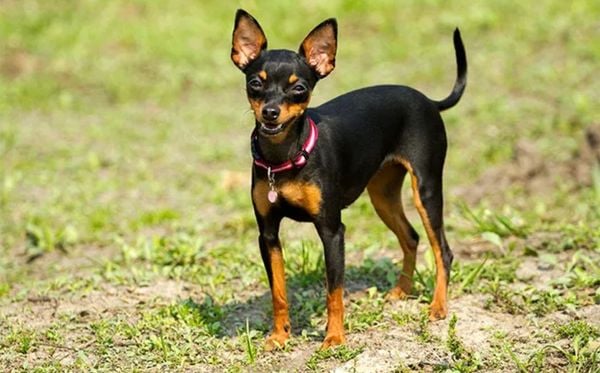 Pinscher