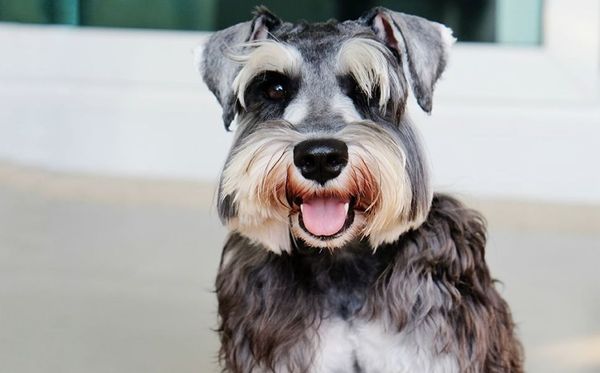 Schnauzer