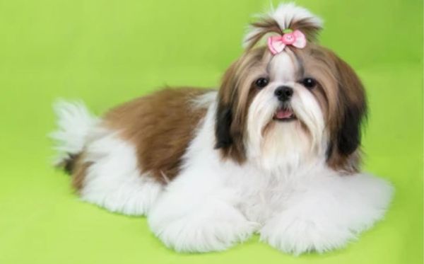 Shih tzu