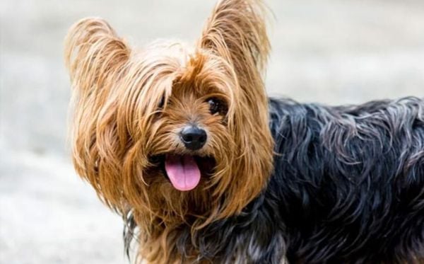 Yorkshire terrier