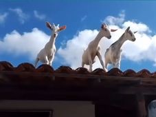 Imagem - Bodes invadem casa na Bahia e tornam rotina de moradores uma dor de cabeça