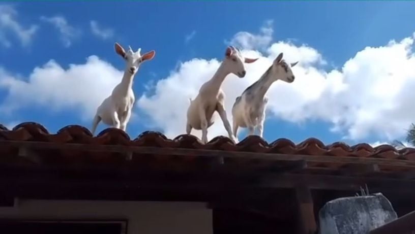 Imagem - Bodes invadem casa na Bahia e tornam rotina de moradores uma dor de cabeça