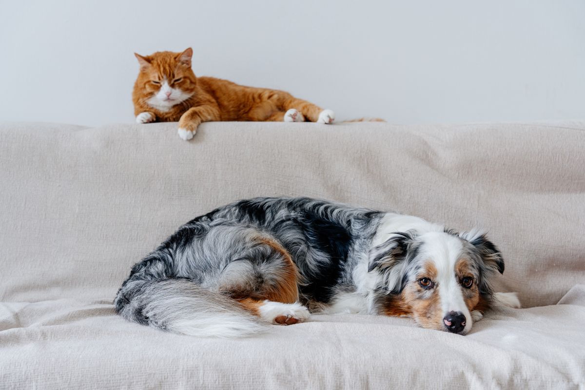 Itens atendem cães e gatos