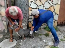 Imagem - Vacinação antirrábica é realizada gratuitamente em Salvador; veja locais