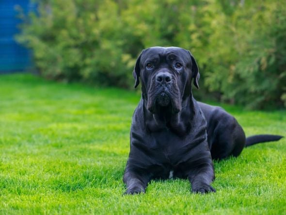 Imagem - 7 curiosidades sobre o cão de guarda cane corso