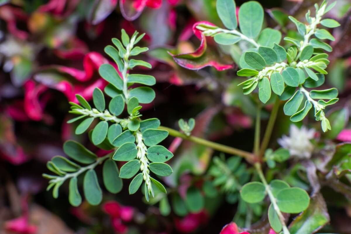 A quebra-pedra é uma planta com propriedades medicinais (Imagem: Lukman Nurrohim | Shutterstock)