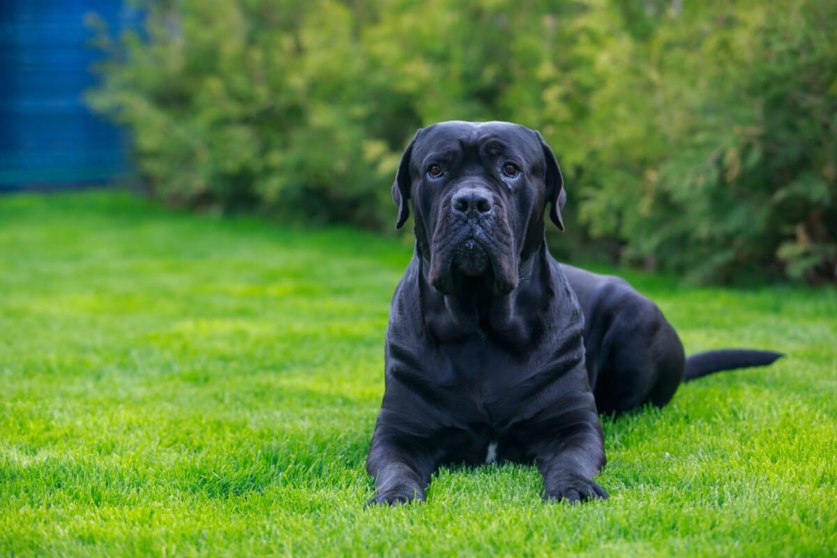 O cane corso é uma raça imponente e fascinante (Imagem: Olga Aniven | Shutterstock) 