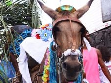 Imagem - A briga judicial para proibir os jegues na Lavagem do Bonfim