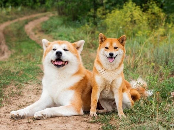 Imagem - 8 diferenças entre as raças akita e shiba inu 