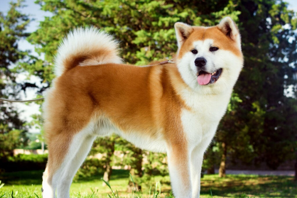 A cauda do akita é sempre enrolada sobre o dorso (Imagem: Nikoleta Vukovic | Shutterstock)