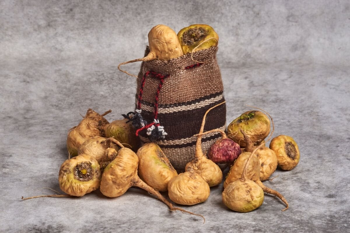 A maca peruana é utilizada devido às suas propriedades terapêuticas (Imagem: Dreke | Shutterstock)