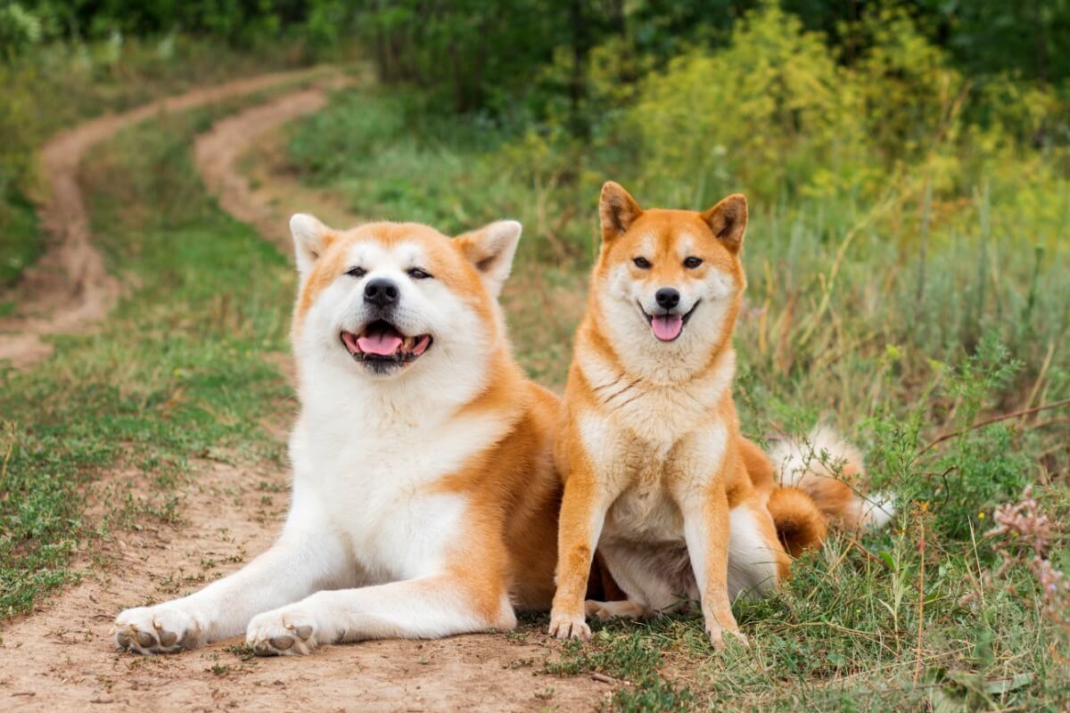 O akita e o shiba inu são cachorros diferentes (Imagem: FunFamilyRu | Shutterstock)