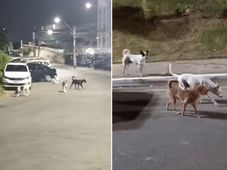 Imagem - 'Gangue dos cachorros': animais promovem ataques em grupo a moradores de Luís Anselmo