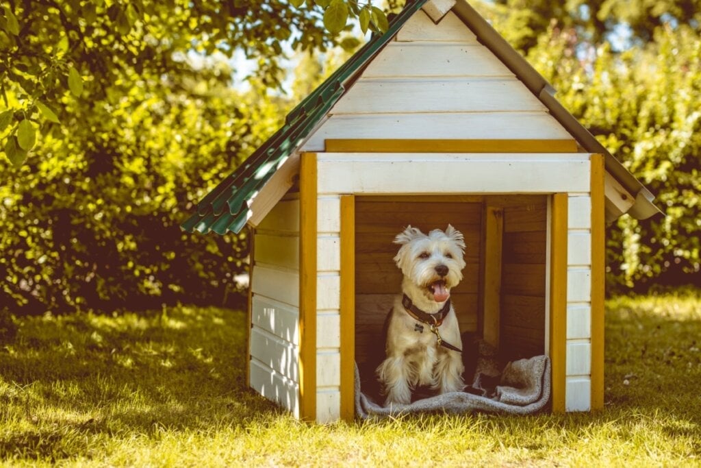 Os animais que ficam em área externa devem ter uma casinha para os proteger (Imagem: Nine Nine | Shutterstock)