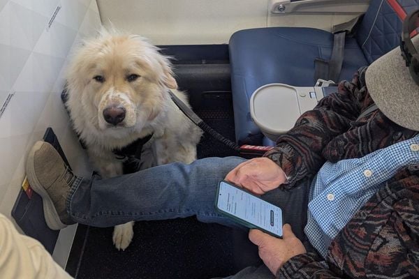 Homem perde assento para cachorro de apoio emocional