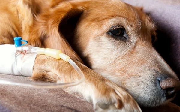 Alimentos podem ser graves para cães