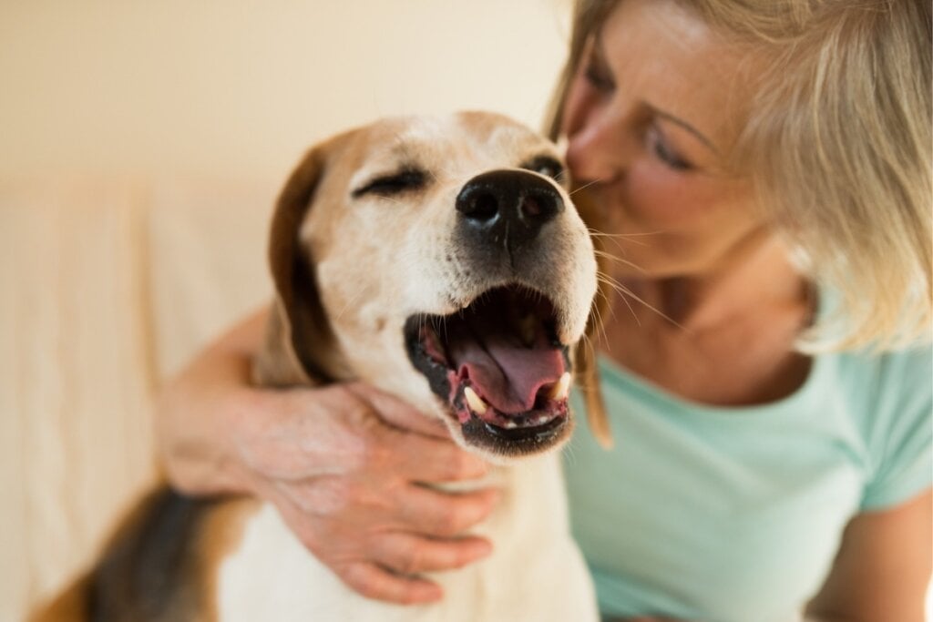 Com dedicação e carinho, é possível ensinar o cão a adotar hábitos mais higiênicos (Imagem: Ground Picture | Shutterstock) 