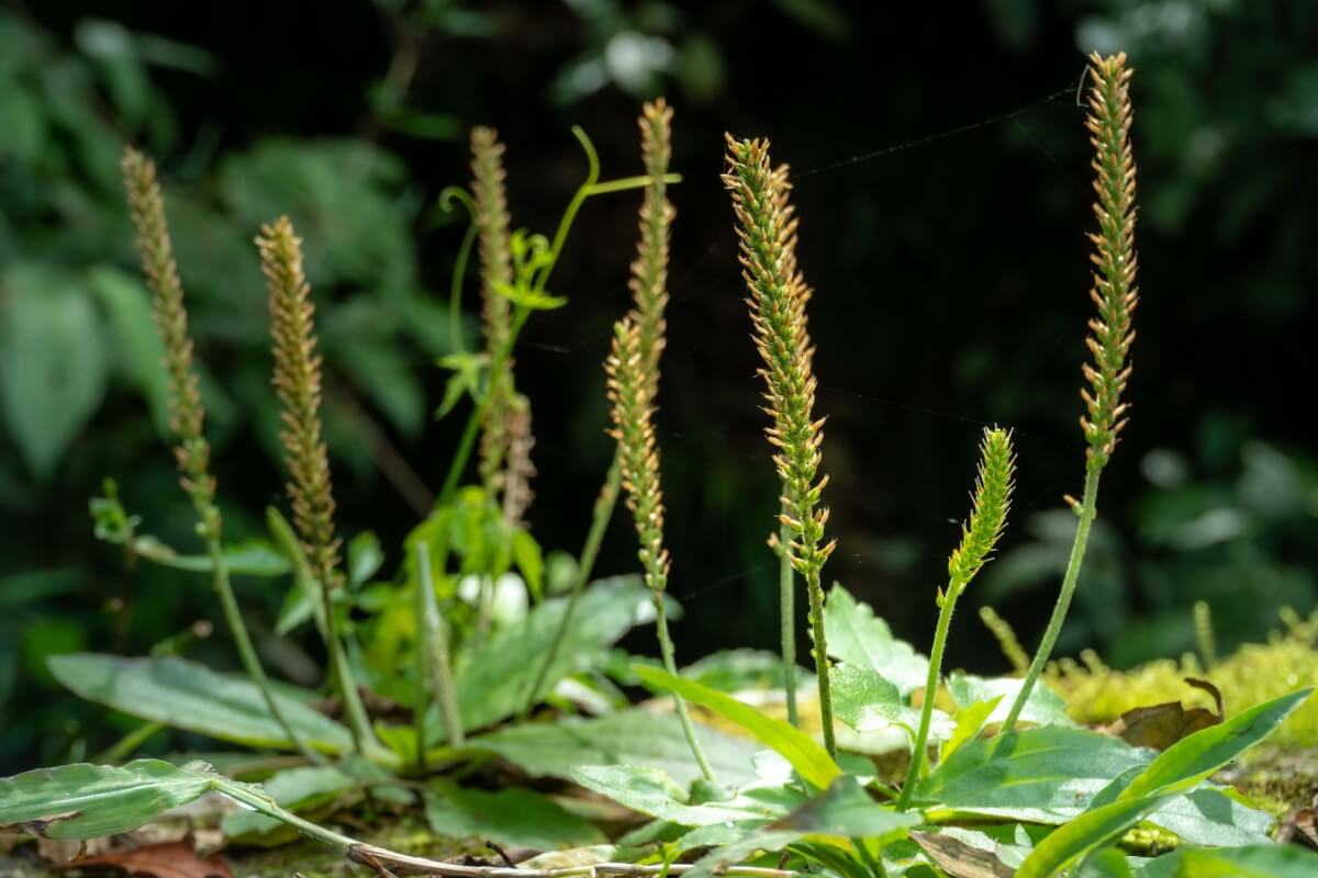 A planta tanchagem é conhecida por seus efeitos medicinais (Imagem: Patricia Hikari | Shutterstock)