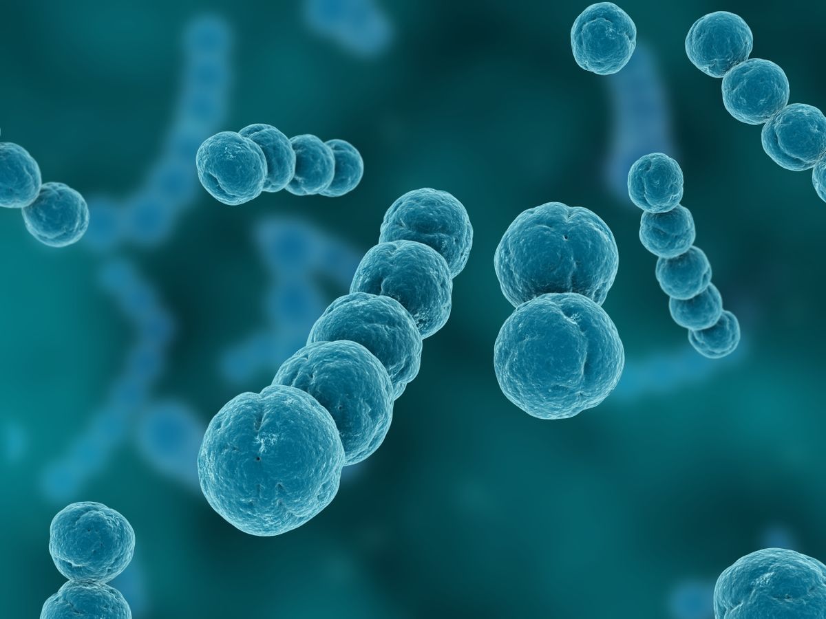 Bactéria Streptococcus pyogenes é altamente infecciosa