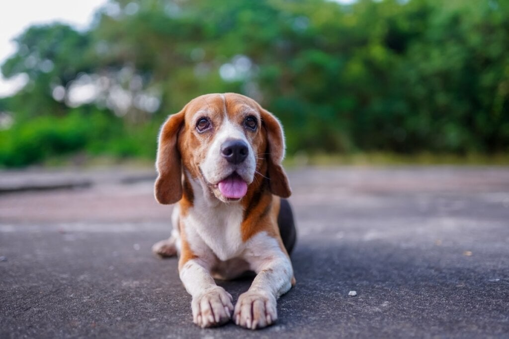 O beagle tem orelhas longas, caídas e levemente arredondadas (Imagem: kobkik | Shutterstock)