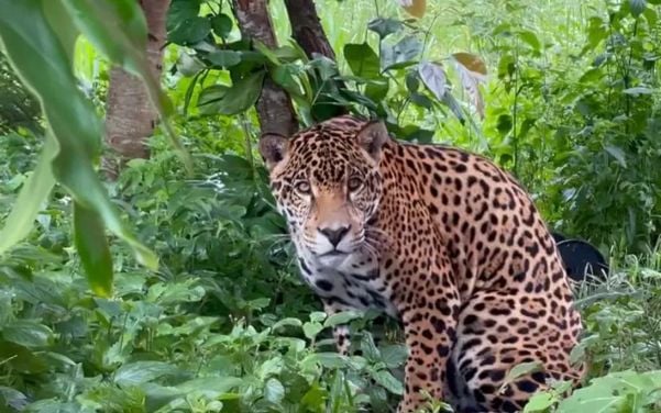 O maior felino das Américas: conheça Araguaia, onça que usa colar com GPS e pode andar mais de 1 mil km