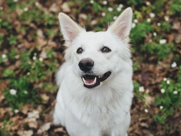 Imagem - 10 nomes de personagens de “O Senhor dos Anéis” para cachorro