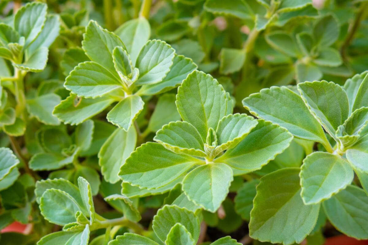 O boldo-do-chile é uma planta com propriedades medicinais (Imagem: RobiCol-Photo | Shutterstock)