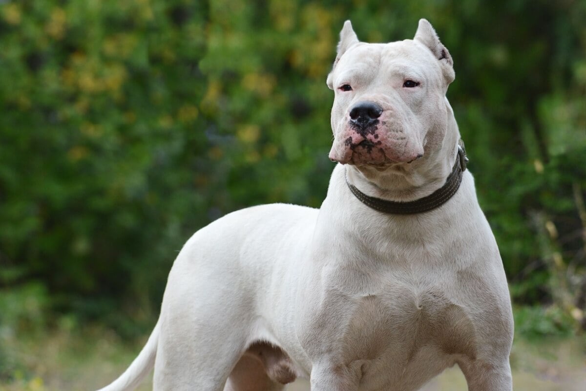 O dogo argentino é um cachorro inteligente e afetuoso (Imagem: GeptaYs | Shutterstock)