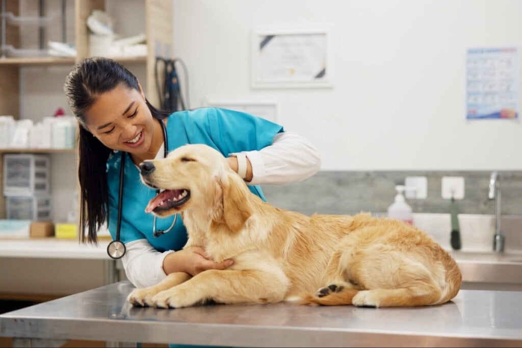 A administração do vermífugo deve ser feita com acompanhamento de um veterinário (Imagem: PeopleImages.com &#8211; Yuri A | Shutterstock) 